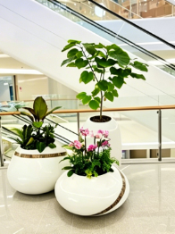 鄞州植物摆放店详细教程，新手零基础入门